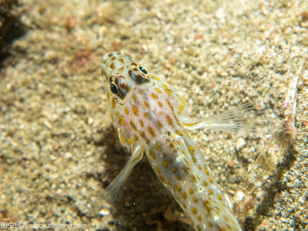 虎魚吃海蝦嗎：虎魚可以吃海蝦嗎