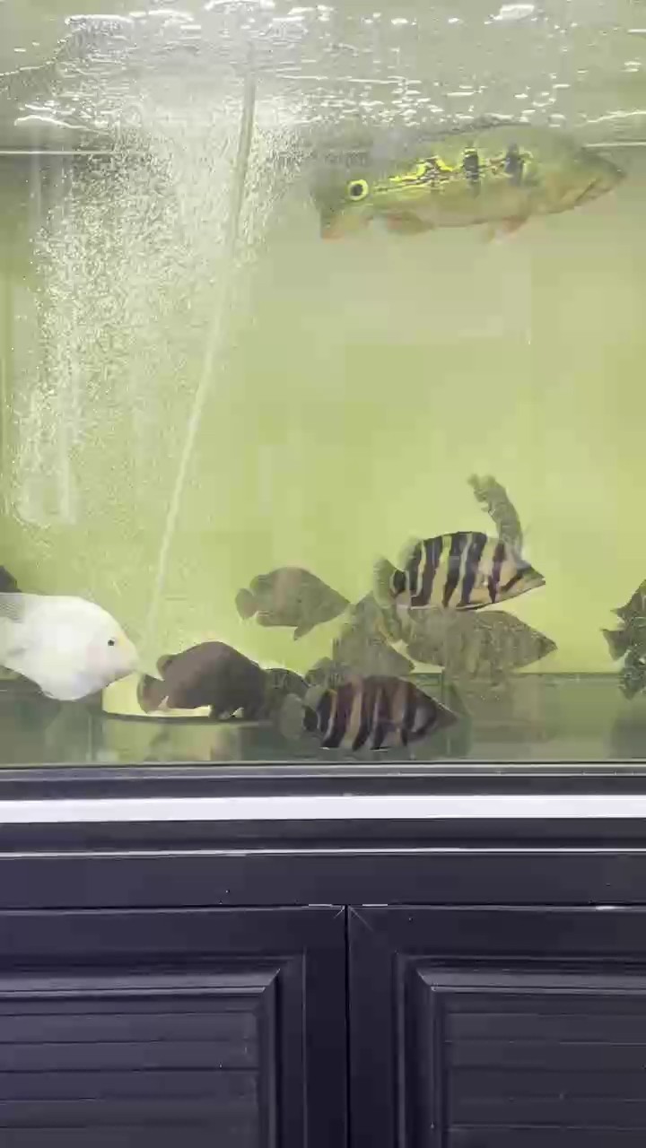 蘇虎，四紋虎