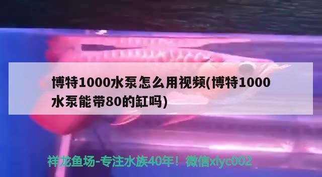 博特1000水泵怎么用視頻(博特1000水泵能帶80的缸嗎) 博特1000水泵怎么用視頻(博特1000水泵能帶80的缸嗎) 博特水族