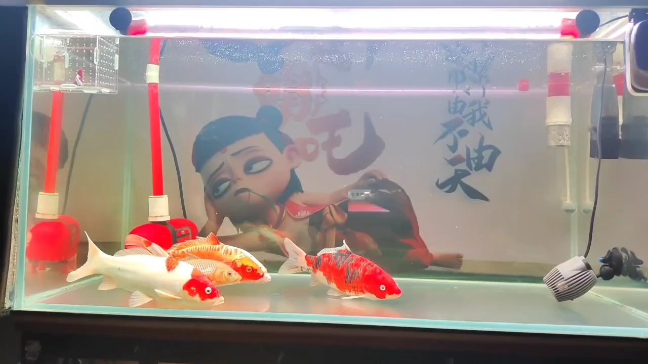 都是冷水魚了 都是冷水魚了 龍魚論壇