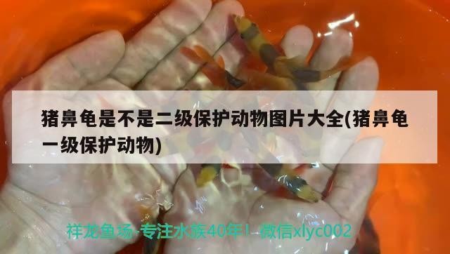 豬鼻龜是不是二級保護動物圖片大全(豬鼻龜一級保護動物) 豬鼻龜是不是二級保護動物圖片大全(豬鼻龜一級保護動物) 豬鼻龜百科