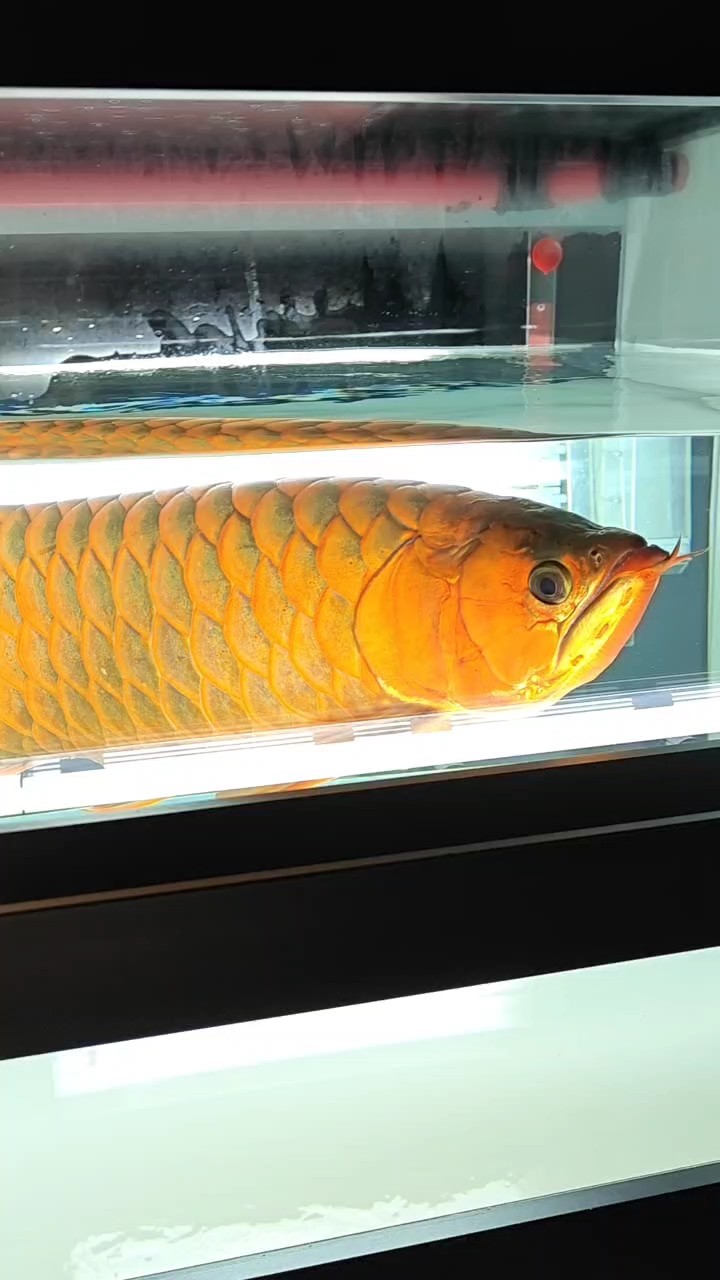 到家的第1354天