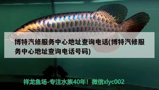 博特汽修服務中心地址查詢電話(博特汽修服務中心地址查詢電話號碼) 博特汽修服務中心地址查詢電話(博特汽修服務中心地址查詢電話號碼) 博特水族