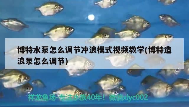 博特水泵怎么調節沖浪模式視頻教學(博特造浪泵怎么調節)