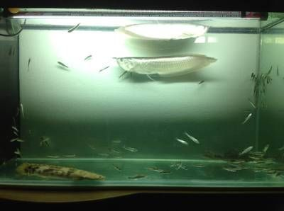 60cm的魚缸能養銀龍嗎：銀龍魚的混養技巧銀龍魚的繁殖技巧銀龍魚的混養技巧