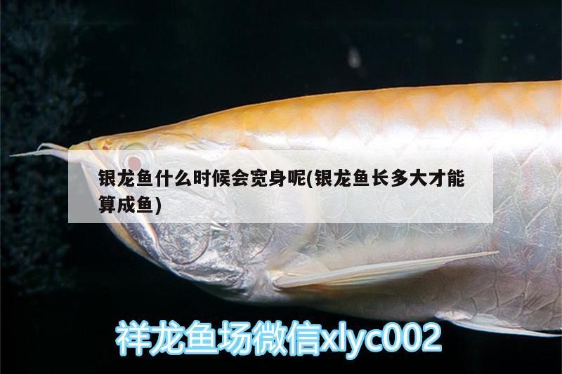 魚缸用增氧泵價格是多少:魚缸增氧機-xtrac增氧機-xtrac增氧機 銀龍魚什么時候會寬身呢(銀龍魚長多大才能算成魚) 銀龍魚百科 銀龍魚什么時候會寬身呢(銀龍魚長多大才能算成魚) 銀龍魚什么時候會寬身呢(銀龍魚長多大才能算成魚) 銀龍魚百科