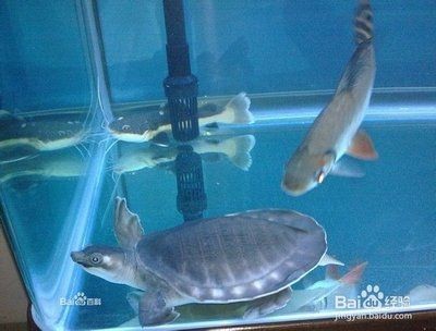 豬鼻龜最高水溫多少度：探索豬鼻龜?shù)娜鯄A性水，是，飼養(yǎng)豬鼻龜?shù)淖罴阉|(zhì)