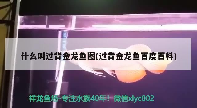 什么叫過(guò)背金龍魚(yú)圖(過(guò)背金龍魚(yú)百度百科)