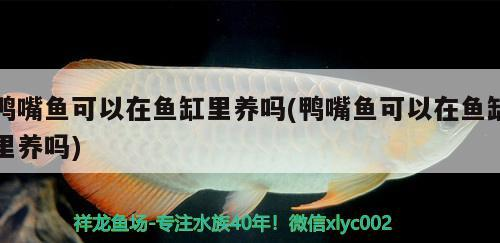 鄭州市惠濟區錦榮水族店