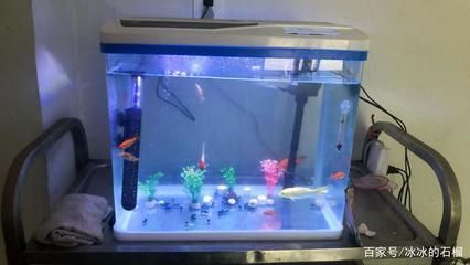 80公分的魚缸養(yǎng)幾條魚：80公分的魚缸可以養(yǎng)多少條魚