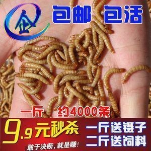 龍魚喂大麥蟲要注意什么，龍魚喂食大麥蟲時需注意清洗、控制數量和避免單一營養