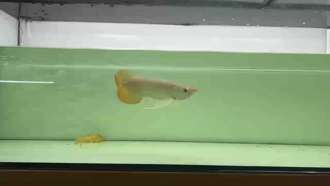 一眼傾情！
