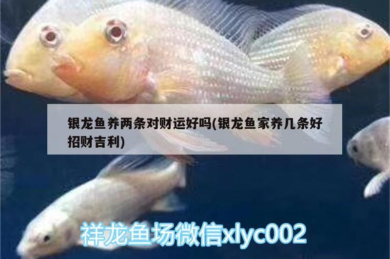 銀龍魚養兩條對財運好嗎(銀龍魚家養幾條好招財吉利)