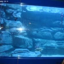 四平水族館vs祥龍魚場（四平水族館與祥龍魚場的區別） 四平水族館vs祥龍魚場（四平水族館與祥龍魚場的區別） 全國水族館企業名錄 第3張