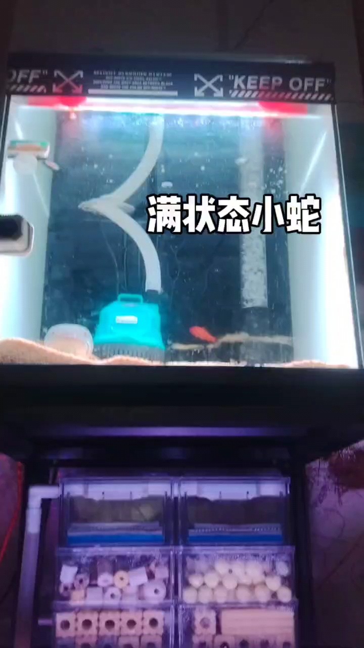 單缸兇殘小蛇丸[cahan]看見大麥蟲沒命