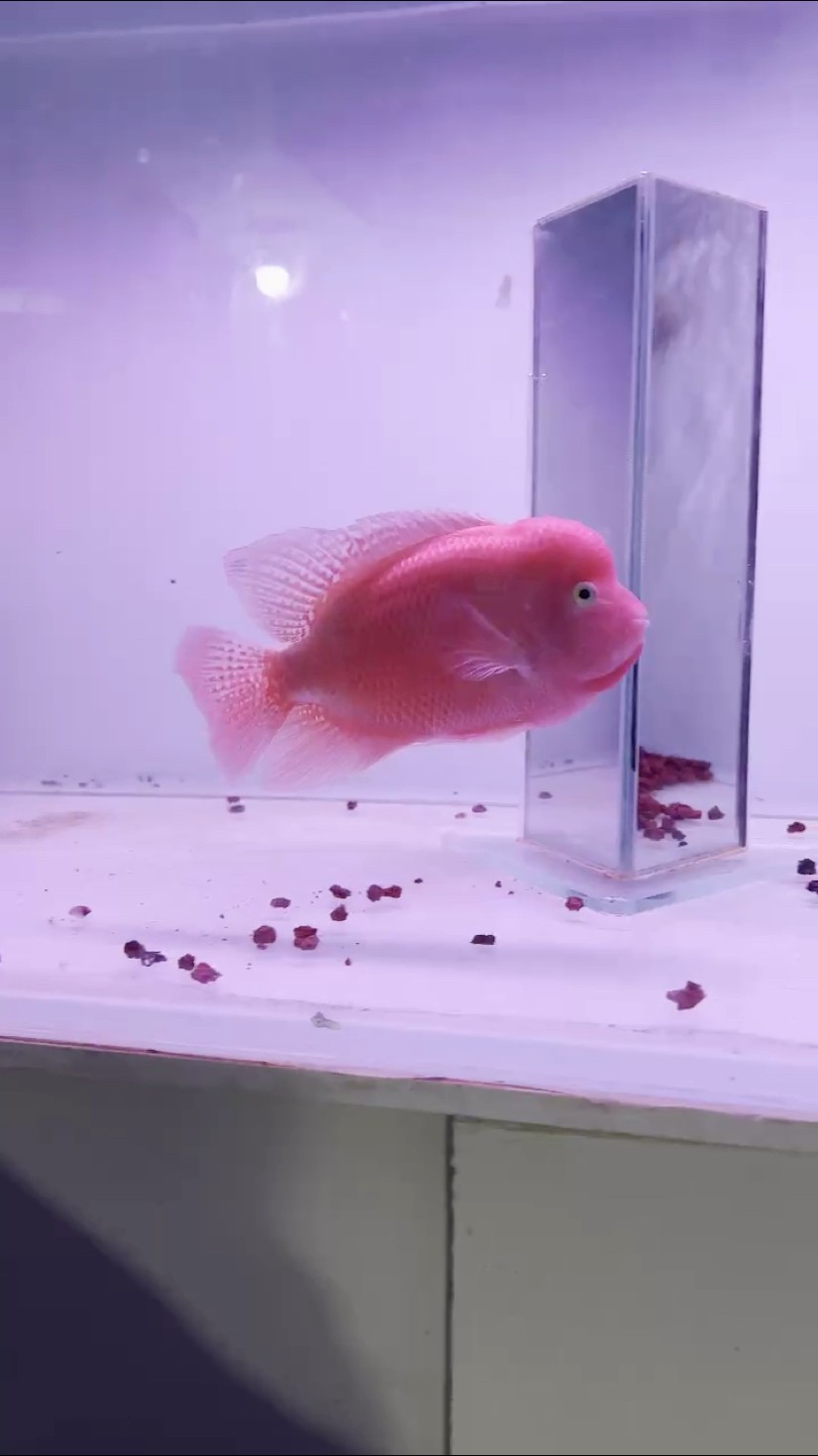 越南小寶馬 越南小寶馬 龍魚論壇