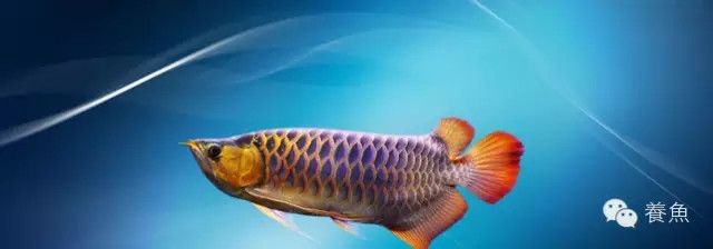 龍魚打傷喂點什么食物好呢vs祥龍魚場：在龍魚受傷期間可以喂食嗎 龍魚打傷喂點什么食物好呢vs祥龍魚場：在龍魚受傷期間可以喂食嗎 vs祥龍魚場 第15張