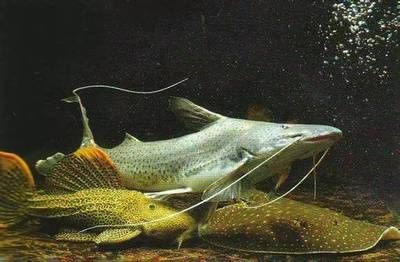 魟魚爬缸掉下來翻身翻不過來怎么回事：魟魚爬缸掉下來翻不過來怎么回事