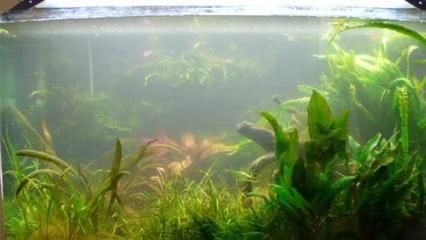 30的魚缸養多少蝦：30立方厘米的魚缸適合養多少蝦