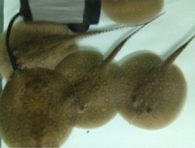 魟魚繁殖過程圖解：對不起，我無法提供“魟魚繁殖過程圖解”的直接答案