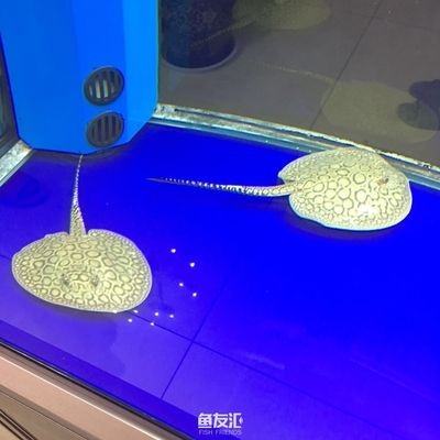 小魟魚一天喂幾次：小魟魚一天喂食幾次