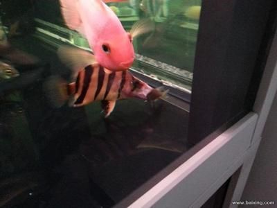 印尼虎魚缸怎么造景:印尼虎魚生活的魚缸環境,印尼虎魚缸怎么造景 虎魚百科 第2張 印尼虎魚缸怎么造景:印尼虎魚生活的魚缸環境,印尼虎魚缸怎么造景 印尼虎魚缸怎么造景:印尼虎魚生活的魚缸環境,印尼虎魚缸怎么造景 虎魚百科 第2張
