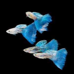 2024年觀賞魚展覽會(huì)時(shí)間：2024年中國(國際漁業(yè)博覽會(huì)概述