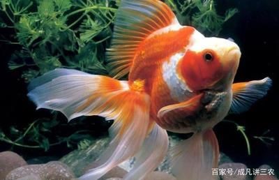 90魚缸可以養多少條金魚：90魚缸適宜飼養金魚數量 90魚缸可以養多少條金魚：90魚缸適宜飼養金魚數量 魚缸百科 第1張