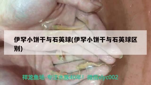 伊罕小餅干與石英球(伊罕小餅干與石英球區(qū)別) 伊罕小餅干與石英球(伊罕小餅干與石英球區(qū)別) 伊罕水族