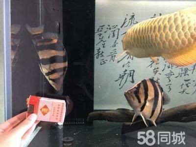 印尼虎魚最佳配魚季節是幾月份：印尼虎魚的最佳配魚季節是幾月份
