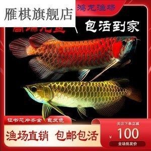 龍魚的最佳喂食時間是多少vs祥龍魚場：祥龍魚場最佳喂食時間及其對養殖的重要性，祥龍魚場的選擇指南