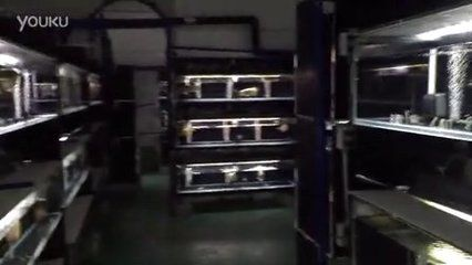 龍魚的最佳喂食時間是多少vs祥龍魚場：祥龍魚場最佳喂食時間及其對養殖的重要性，祥龍魚場的選擇指南