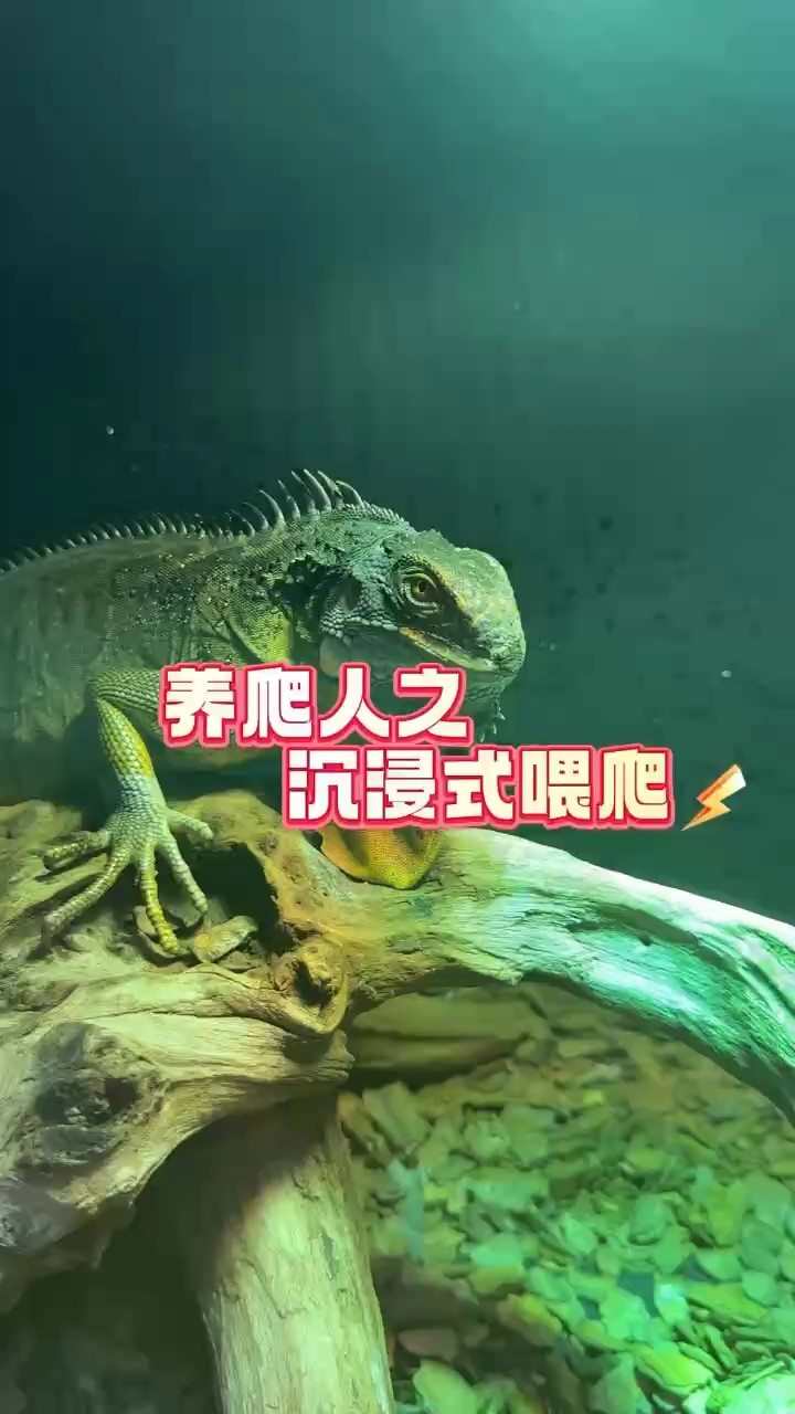 喂爬日常，出各種爬寵喜歡的滴滴