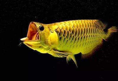 龍魚食物排行榜最新vs祥龍魚場：龍魚食物排行榜最新vs祥龍魚場食物排行榜更新時間