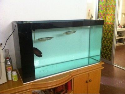 60厘米的魚缸可以養銀龍嗎：60厘米的魚缸不適合養銀龍魚這是因為大型魚缸