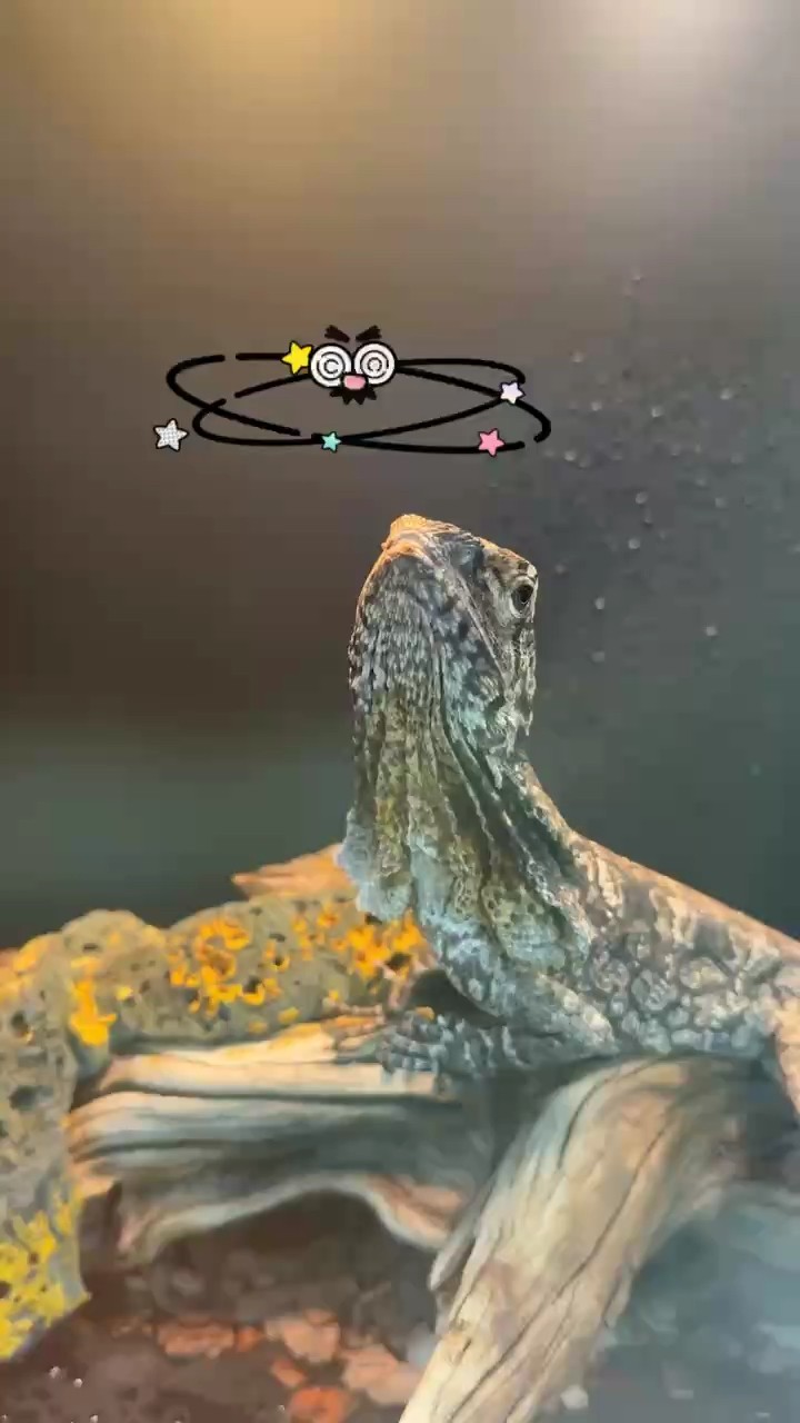澳洲傘蜥喜歡的滴滴