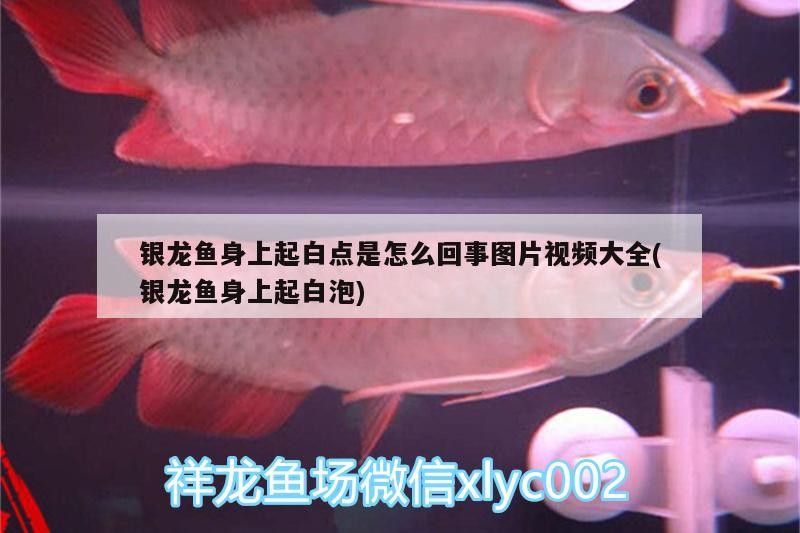 銀龍魚身上起白點是怎么回事圖片視頻大全(銀龍魚身上起白泡) 銀龍魚身上起白點是怎么回事圖片視頻大全(銀龍魚身上起白泡) 銀龍魚百科