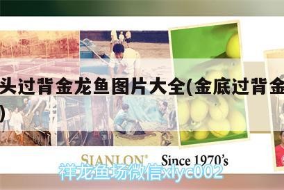 小金頭過背金龍魚圖片大全(金底過背金龍魚圖片) 小金頭過背金龍魚圖片大全(金底過背金龍魚圖片) 金龍魚百科