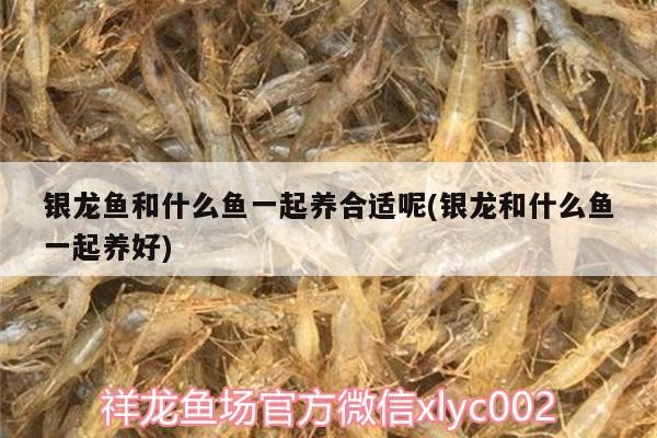 銀龍魚和什么魚一起養合適呢(銀龍和什么魚一起養好)