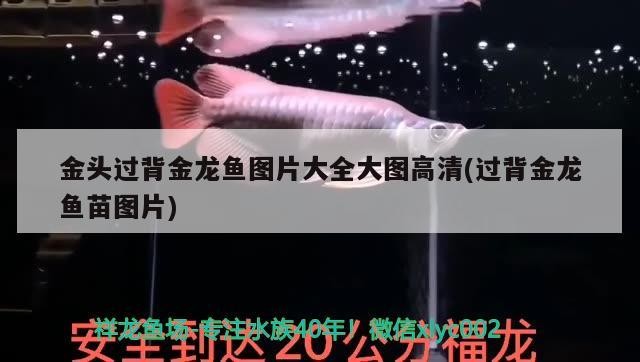 金頭過背金龍魚圖片大全大圖高清(過背金龍魚苗圖片)
