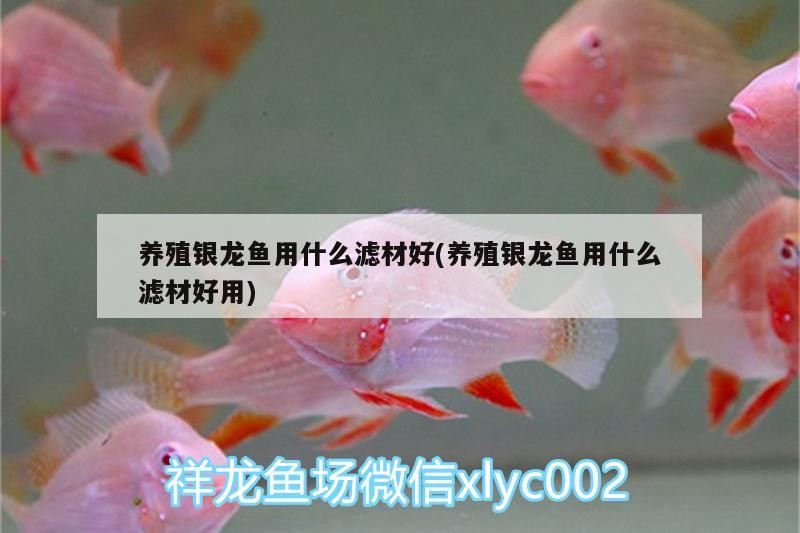 養殖銀龍魚用什么濾材好(養殖銀龍魚用什么濾材好用)