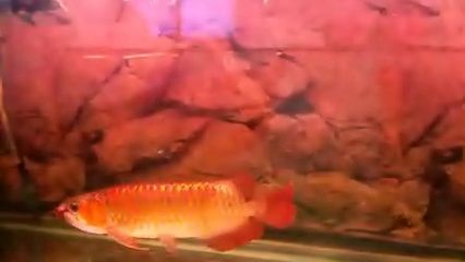 紅龍魚吃蜈蚣一次多少條:紅龍魚吃蜈蚣的喂食量 紅龍魚百科 第2張 紅龍魚吃蜈蚣一次多少條:紅龍魚吃蜈蚣的喂食量 紅龍魚吃蜈蚣一次多少條:紅龍魚吃蜈蚣的喂食量 紅龍魚百科 第2張