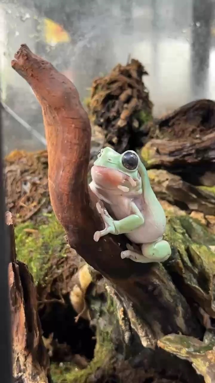 吃飯中的樹蛙