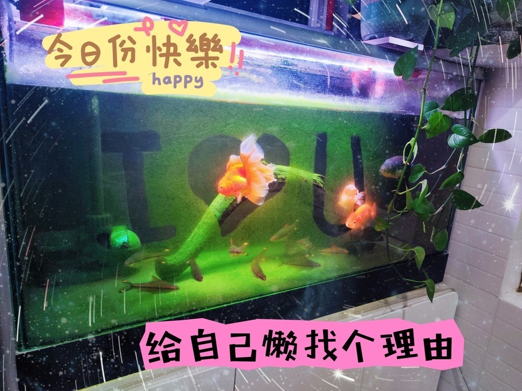 給自己的懶找個理由 給自己的懶找個理由 龍魚論壇