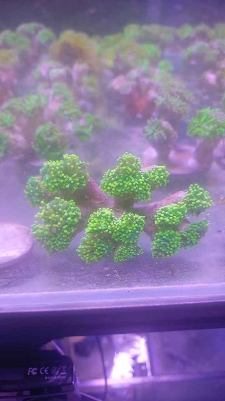 沙巴綠火柴 沙巴綠火柴 龍魚論壇 第1張