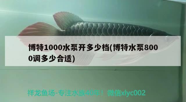 博特1000水泵開多少檔(博特水泵8000調多少合適)