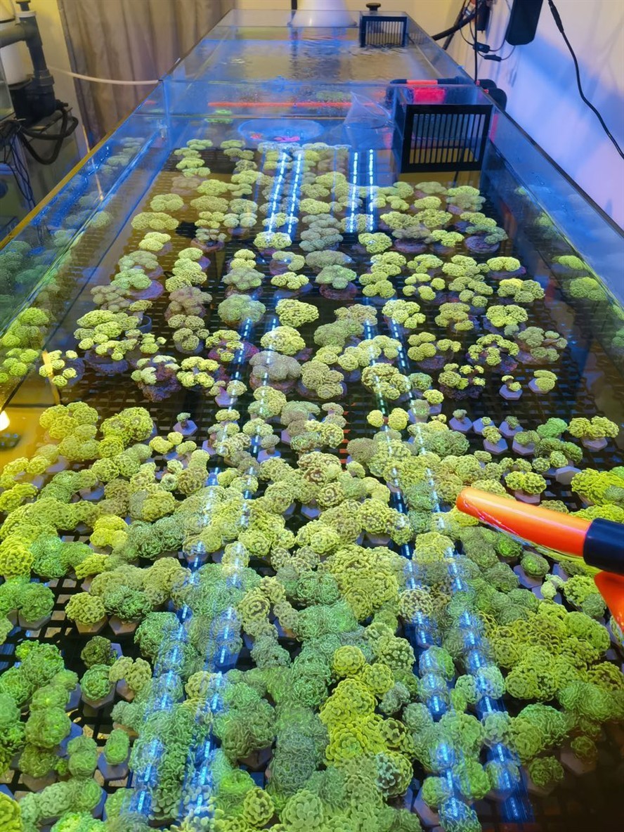各種榔頭