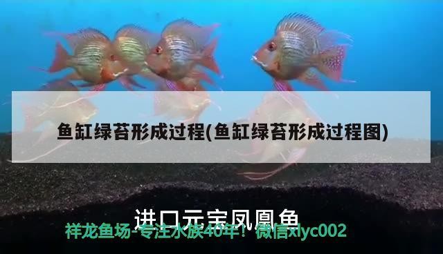 魚缸造景先放沙還是先放水(魚缸造景先鋪沙還是先放石頭) 魚缸綠苔形成過程(魚缸綠苔形成過程圖) 金龍魚百科 魚缸綠苔形成過程(魚缸綠苔形成過程圖) 魚缸綠苔形成過程(魚缸綠苔形成過程圖) 金龍魚百科
