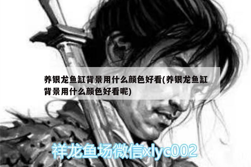 魚缸造景先放沙還是先放水(魚缸造景先鋪沙還是先放石頭) 養銀龍魚缸背景用什么顏色好看(養銀龍魚缸背景用什么顏色好看呢) 銀龍魚百科 養銀龍魚缸背景用什么顏色好看(養銀龍魚缸背景用什么顏色好看呢) 養銀龍魚缸背景用什么顏色好看(養銀龍魚缸背景用什么顏色好看呢) 銀龍魚百科