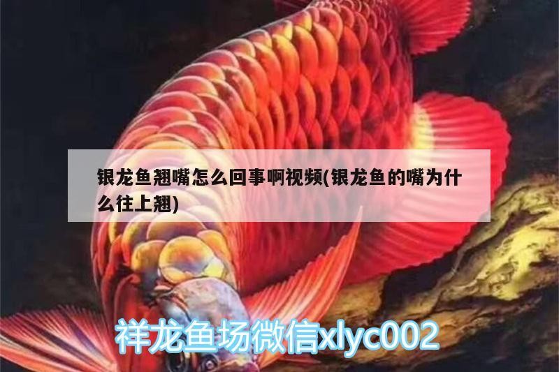 銀龍魚翹嘴怎么回事啊視頻(銀龍魚的嘴為什么往上翹)